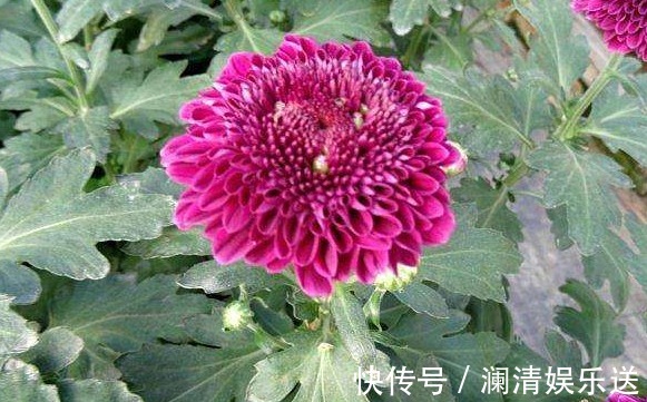 喜欢养菊,不如养一盆“紫乒乓菊”,颜色艳丽,花期长适合盆栽养