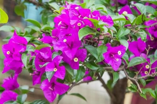 如何正确给三角梅催花，巧妙使用磷酸二氢钾，三角梅开花不断