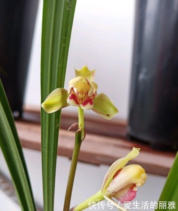 生长期|兰花需不需要施肥？什么时候施肥？用哪种肥料？1份清单看好了