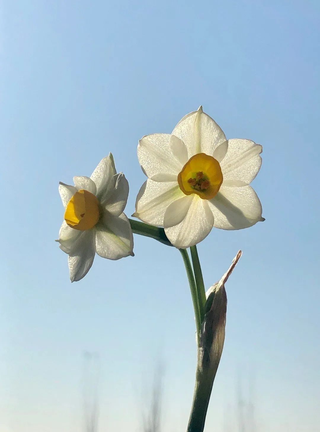 桃花岛水仙花正开|普陀冬日| 桃花岛