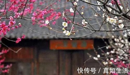 诗人$他诗红人不红,一首经典咏梅诗,写尽孤独,结尾为名句,流传千古