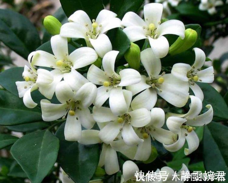 九里香|4种花是“开花大户”，家里养一盆，芳香四溢，年年长势旺
