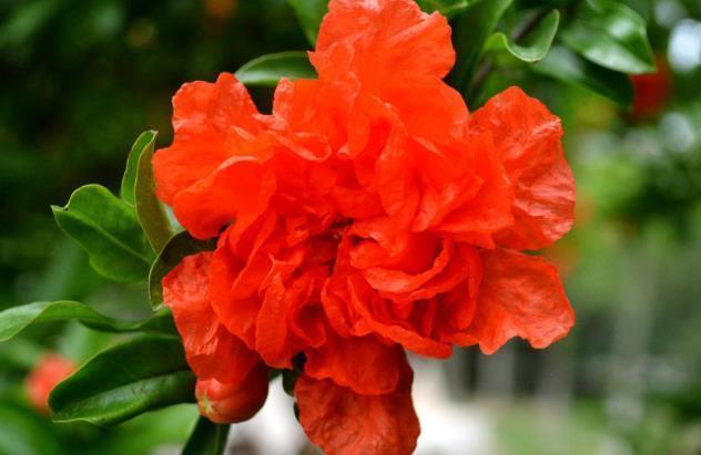 喜欢养护花卉,就养全年都开花,见光就旺,漂亮胜牡丹的花卉!