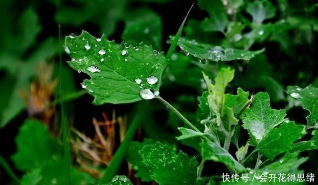 对付|曾是难对付的害草,如今成极品野菜,可品鲜不可贪嘴,你知道吗