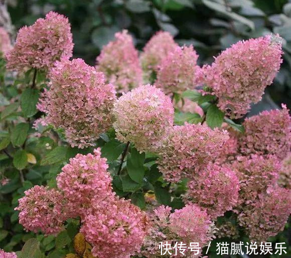 这9种花园,随便1个都美上天了,有一种这辈子就满足了!