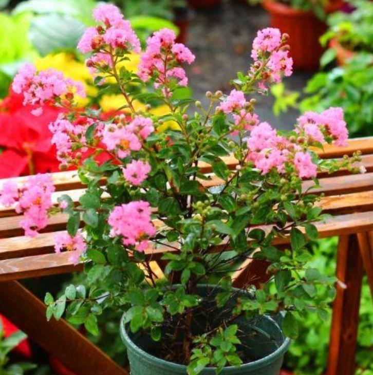 正月二十八,家里养上4种花,花姿妖娆,四季繁花似锦,美