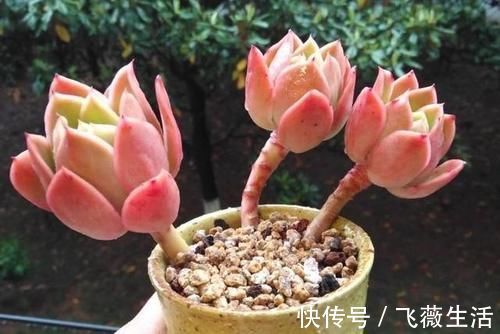 颜色|5种很常见的多肉,由于颜色金贵皮实好养,受到花友的热烈追捧