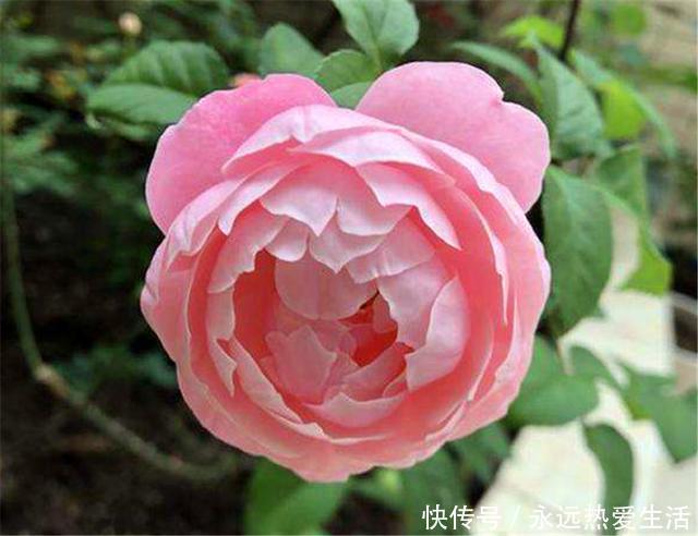 养护|3种最不容错过的绝美月季,颜值高香气浓,养护简单开花多