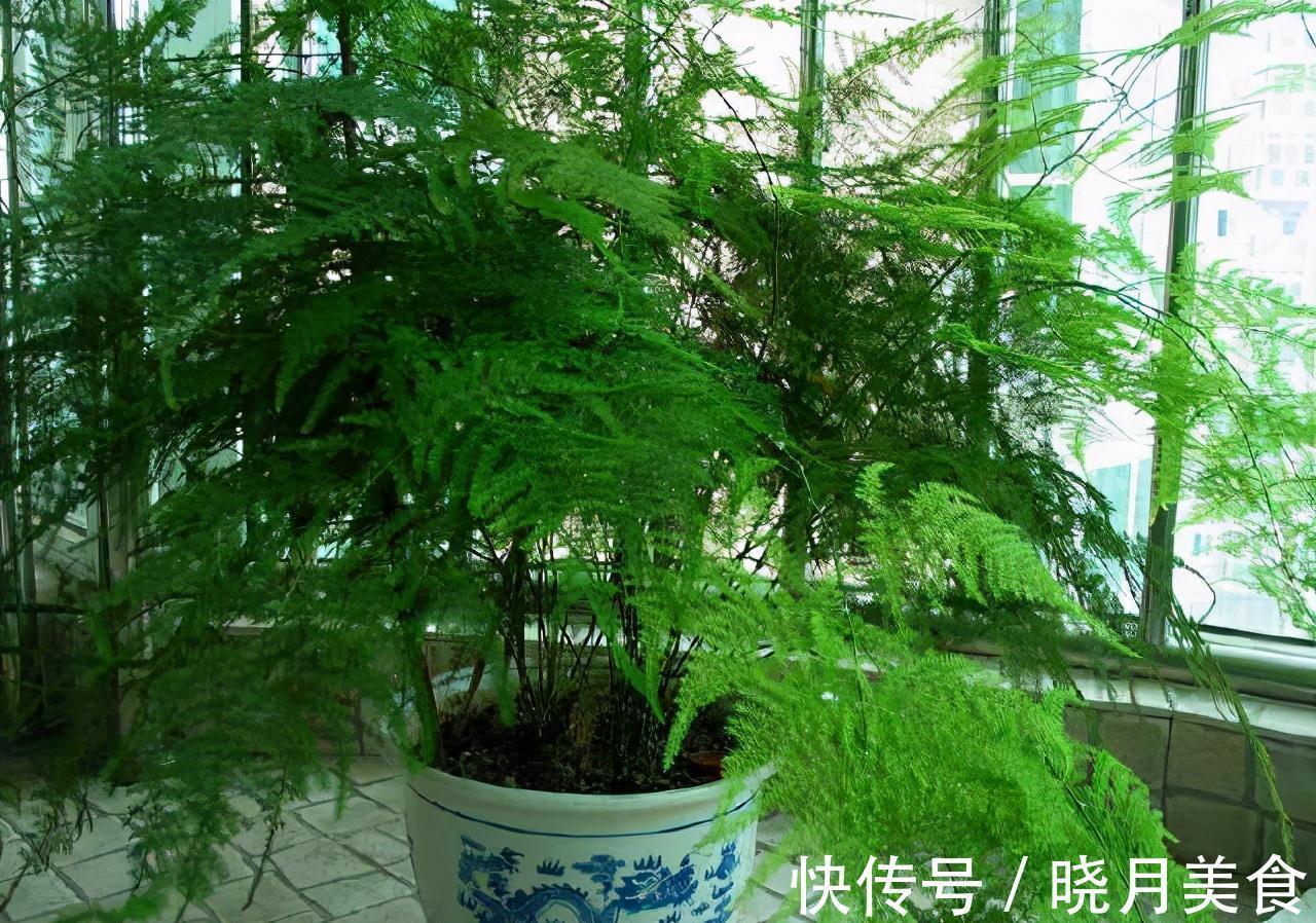 家里光线差,适合养这三种植物,养护简单,3个月就爆盆