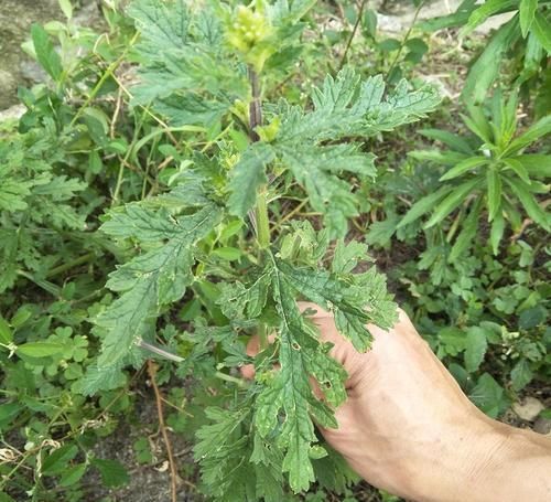 中年|过去用于喂猪，维C是白菜7.5倍，如今成高档野菜，四季可采