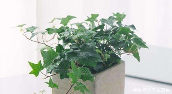 养护|卧室养花有讲究,6种适合摆在卧室的花草,晚上不争氧气!