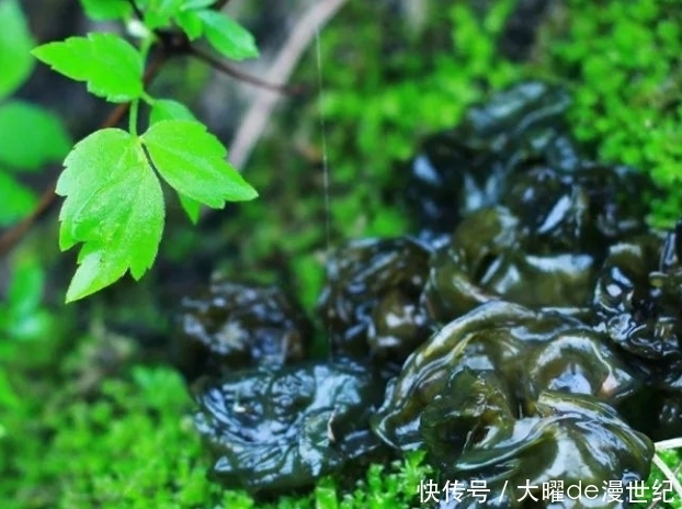 地皮菜和此物一起炒，视力好了，气血又红润，