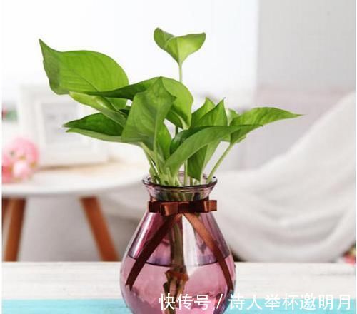 矿泉水瓶|家里的小瓶、小罐别扔了,拿来养花,真是太养眼了!