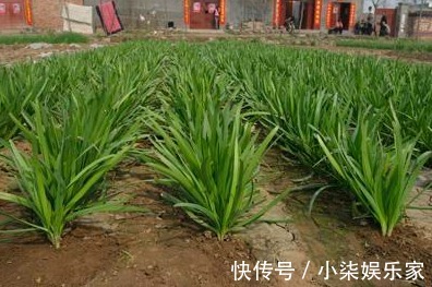 土壤肥力|种植韭菜为什么要培土,原来对韭菜培土的好处这么多