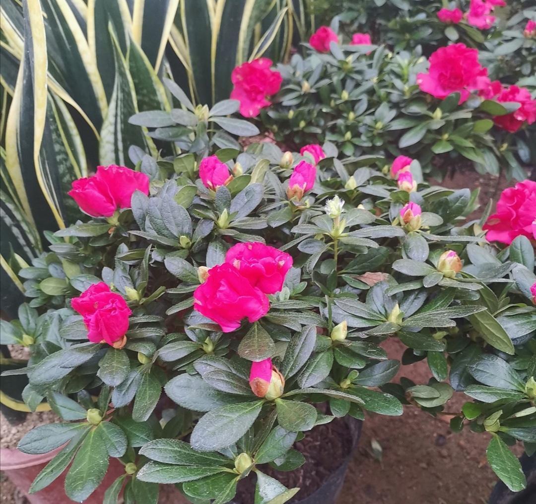 4种漂亮花,冬天不好养?只因没掌握好方法