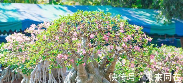 这5种盆栽植物掌握特性真的很好养：“人越懒花越旺”