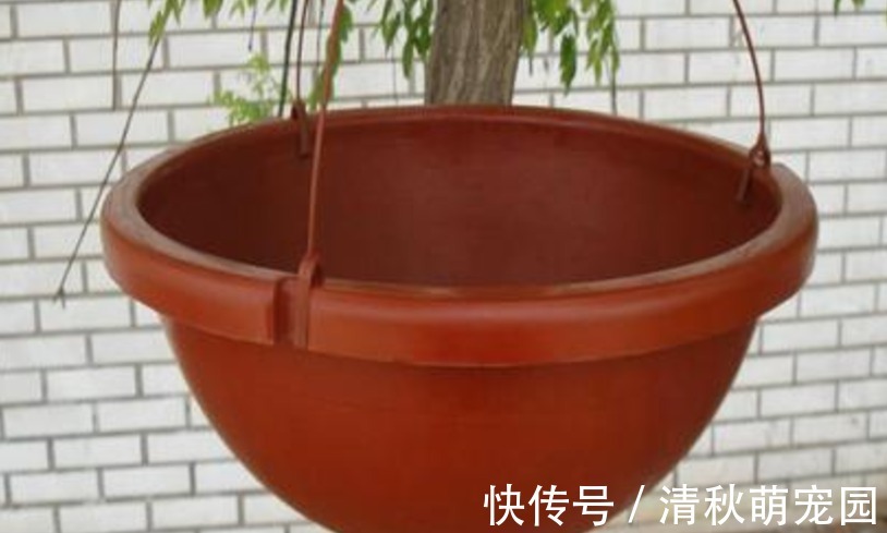 花土|喜欢垂盆养花,切记养些铁线莲,这么照顾好看又好活