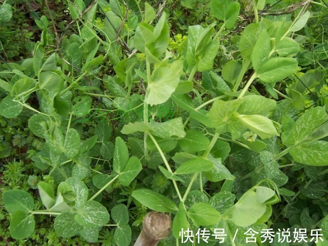 鲜茼蒿|立秋后，不妨多吃此野菜，润肠通便，清虚热，吃到就是捡到宝！