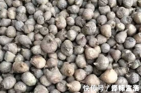 根茎|这种植物的根茎,常被老人说“有毒”,如今却是有钱也很难找到