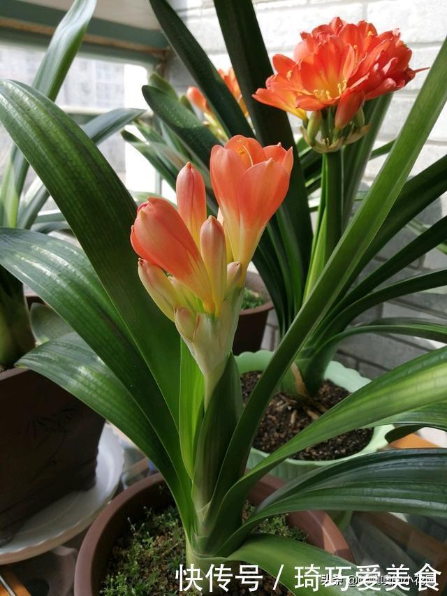 君子兰肥足长得壮,4种“肥水”轮着浇,10枝花箭一起蹿出来