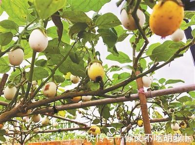 浇水|爷爷在阳台种“鸡蛋”，一盆收获20个，2个月摘一茬，够全家吃