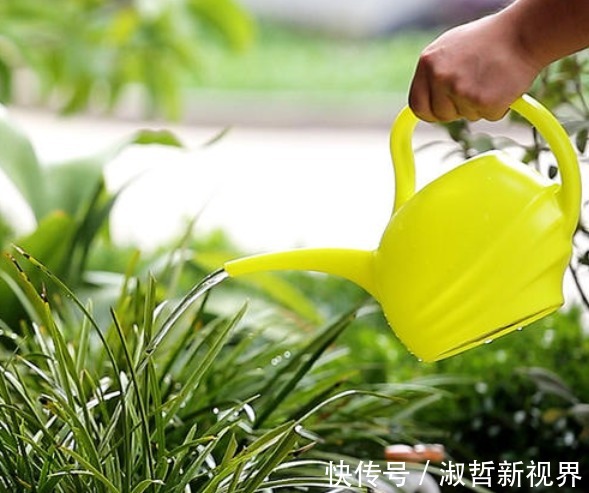 养花|浇花看似简单,其实有很多讲究,学会4点后,植物再也不烂根了