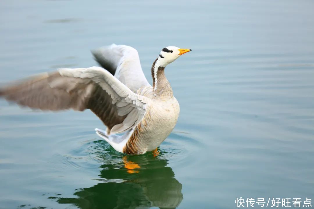 老年|西安昆明池七夕公园：春风水暖鸭先知 自在鸟儿各争鸣