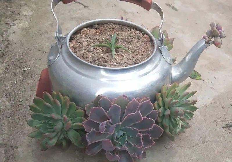 10个偏方,能省不少钱,把花养的又肥又壮