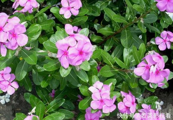 想让家里常年飘香,就养殖3种花卉,管理简单、易爆盆