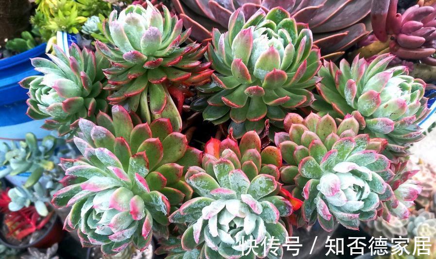 多肉出现这3种症状,就是在警示主人:该换盆土了!