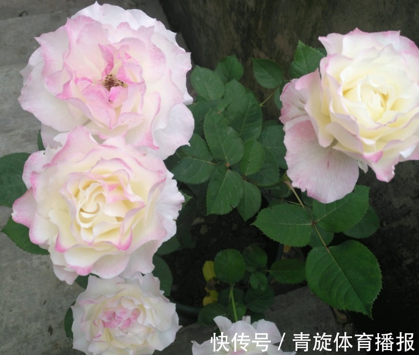 浓香高颜值月季,六翼天使,阳台盆栽抓住4点,分支多开花勤