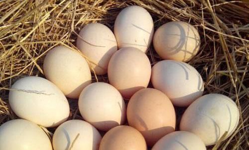 药用价值|早晨起来吃个鸡蛋,身体不会差,但需注意3不,别为家人健康买单