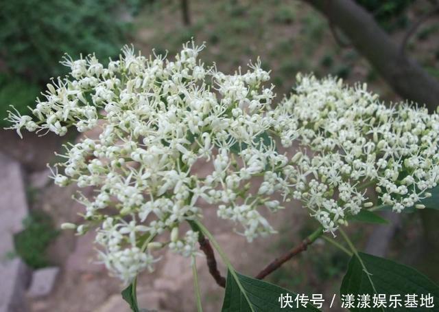 4种树“自带体香”,家有小院养一棵,很好闻