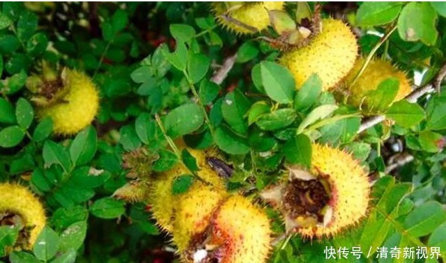 祛痰止咳|咳嗽痰多很难受,莫慌!多食此果,清热解毒,祛痰止咳