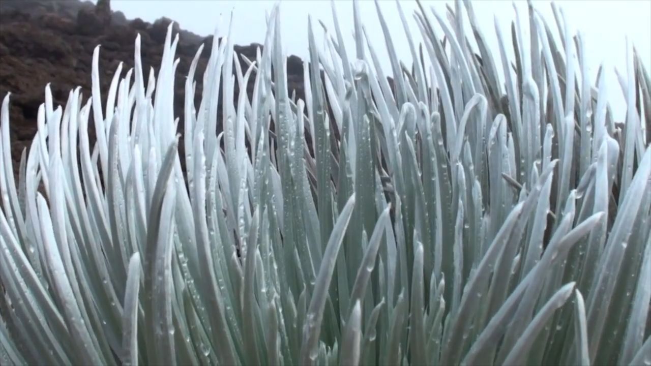 国家公园|全球最奇特的花,每六十年开花一次,已被列为珍稀物种