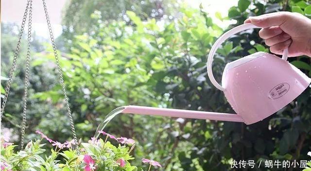 烂根|夏天养花，就怕乱浇水，越浇死得越快，酷夏浇花技巧，要记牢