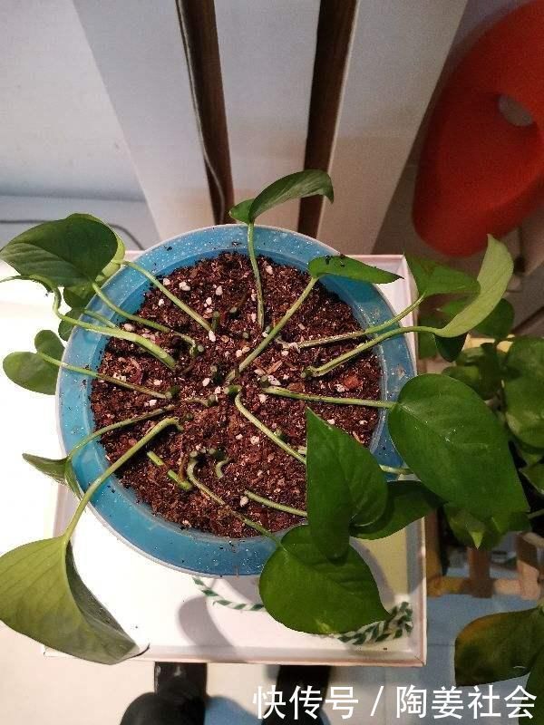 花花|土里加点酸酸水,盆土软得像发糕,养花透气不烂根