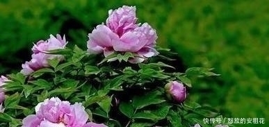 绝句|范仲淹鲜为人知的绝句，语言质朴平易，却充满了哲理