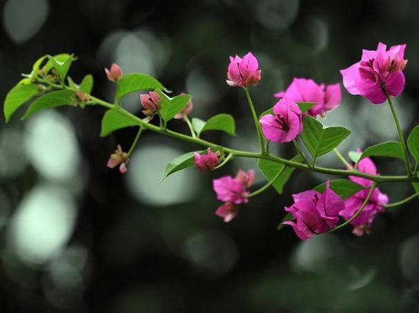小窍门|三角梅花期不开花怎么办3个小窍门,助力全年花开爆满盆