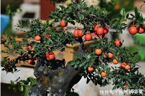 1种盆景,人称老桩金弹子,养越久越贵,都当传家宝养,我就养了