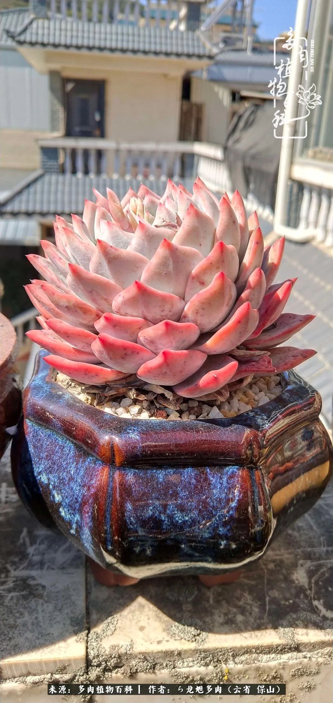 叶片|美了，美了！当秋天的风吹向你我的多肉！