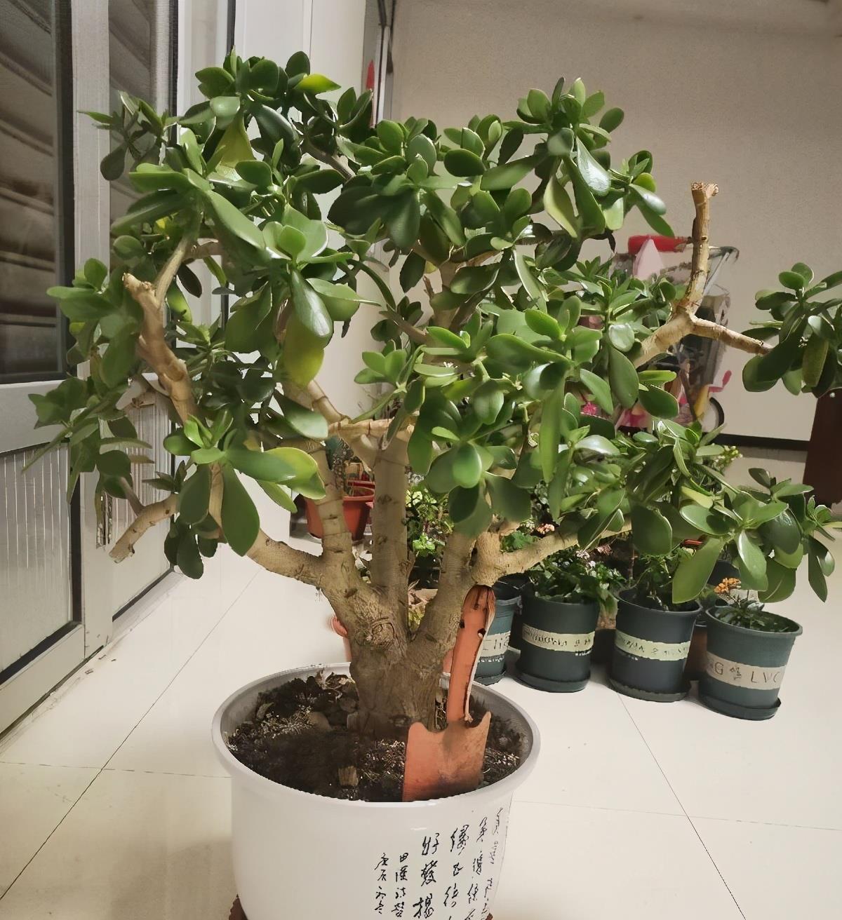 玉树|养好玉树,记住4句话,枝子多杆子壮,变成造型美美哒老桩