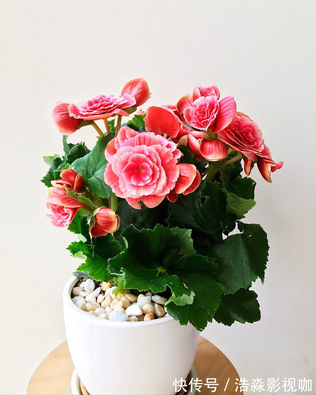 仙气十足，漂亮不输玫瑰花，扦插就能活，这种盆栽花，值得拥有