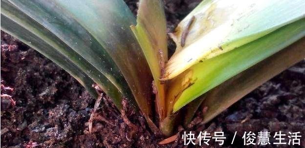 花盆|君子兰,两种“零食”喂下去,叶肥花多,爆满盆