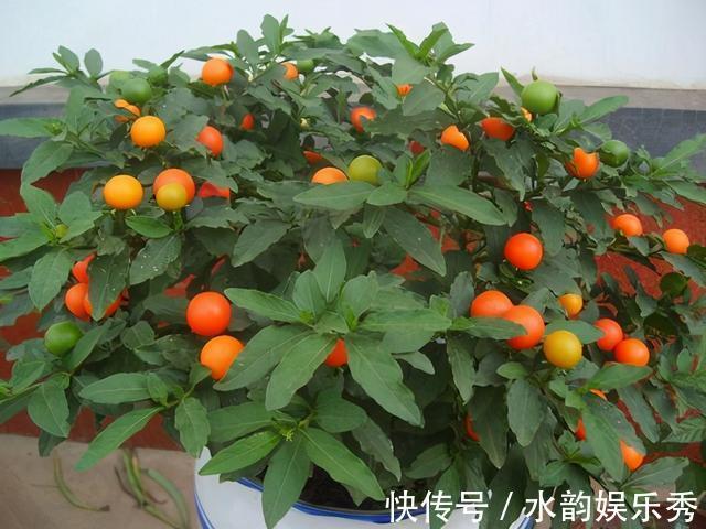 黄花茉莉|8种“小毒花”,叶子毒性大,家里若养着,光看别动它