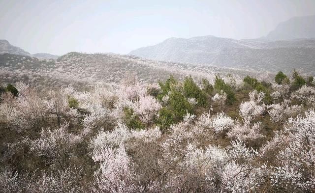 燕平八景白虎涧桃花杏花遍山野（新华社杨兆波报道）