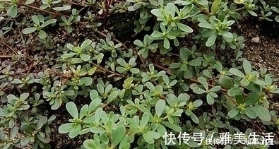马齿苋|这三大野菜,看着是草,吃着是宝,清热解毒、润肺止咳、降低血压