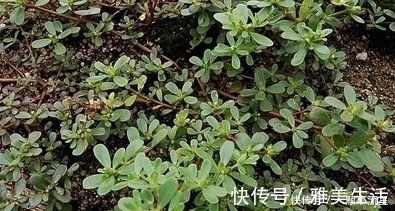 马齿苋|这三大野菜，看着是草，吃着是宝，清热解毒、润肺止咳、降低血压