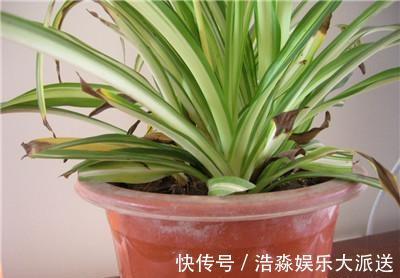 空气湿度|吊兰“干尖黄叶”，注意3个方面“不达标”，别忽视！