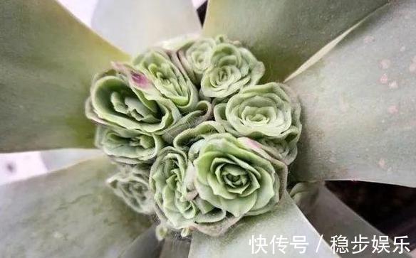 4种情况出现，就得给多肉''砍一刀''，植株方能越长越美